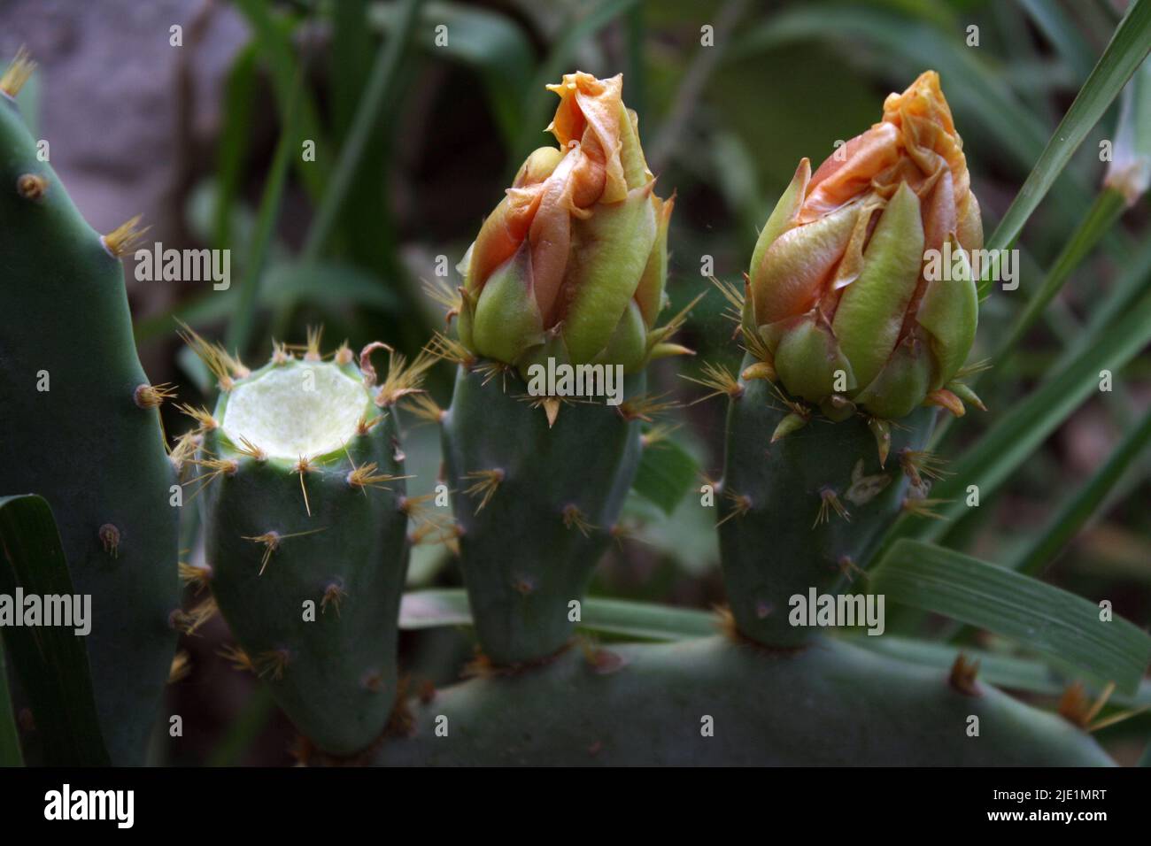 Bild von Kaktusfrucht Stockfoto