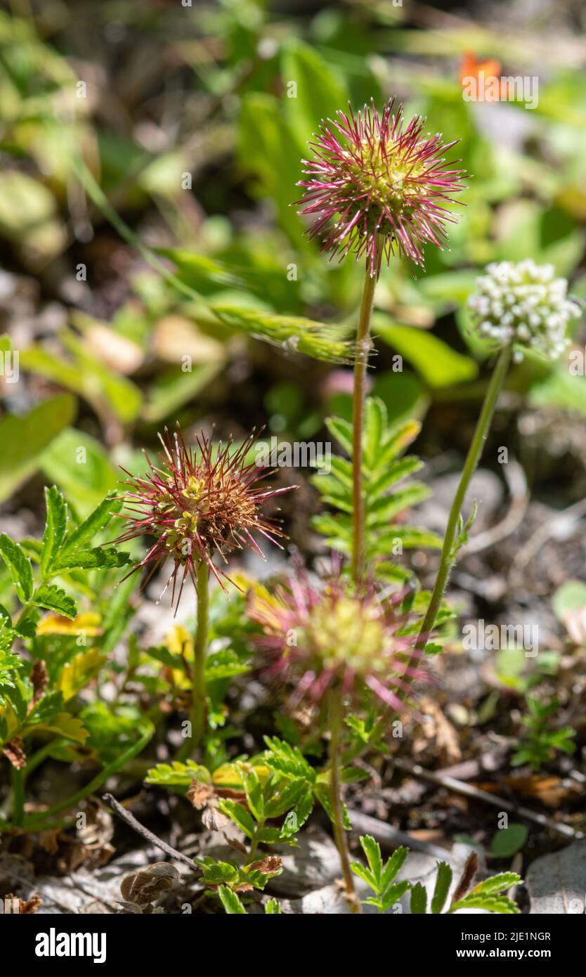 Pirri-pirri-bur (acaena novae-zelandiae), eine invasive Unkrautpflanze aus Neuseeland und Australien im Vereinigten Königreich Stockfoto