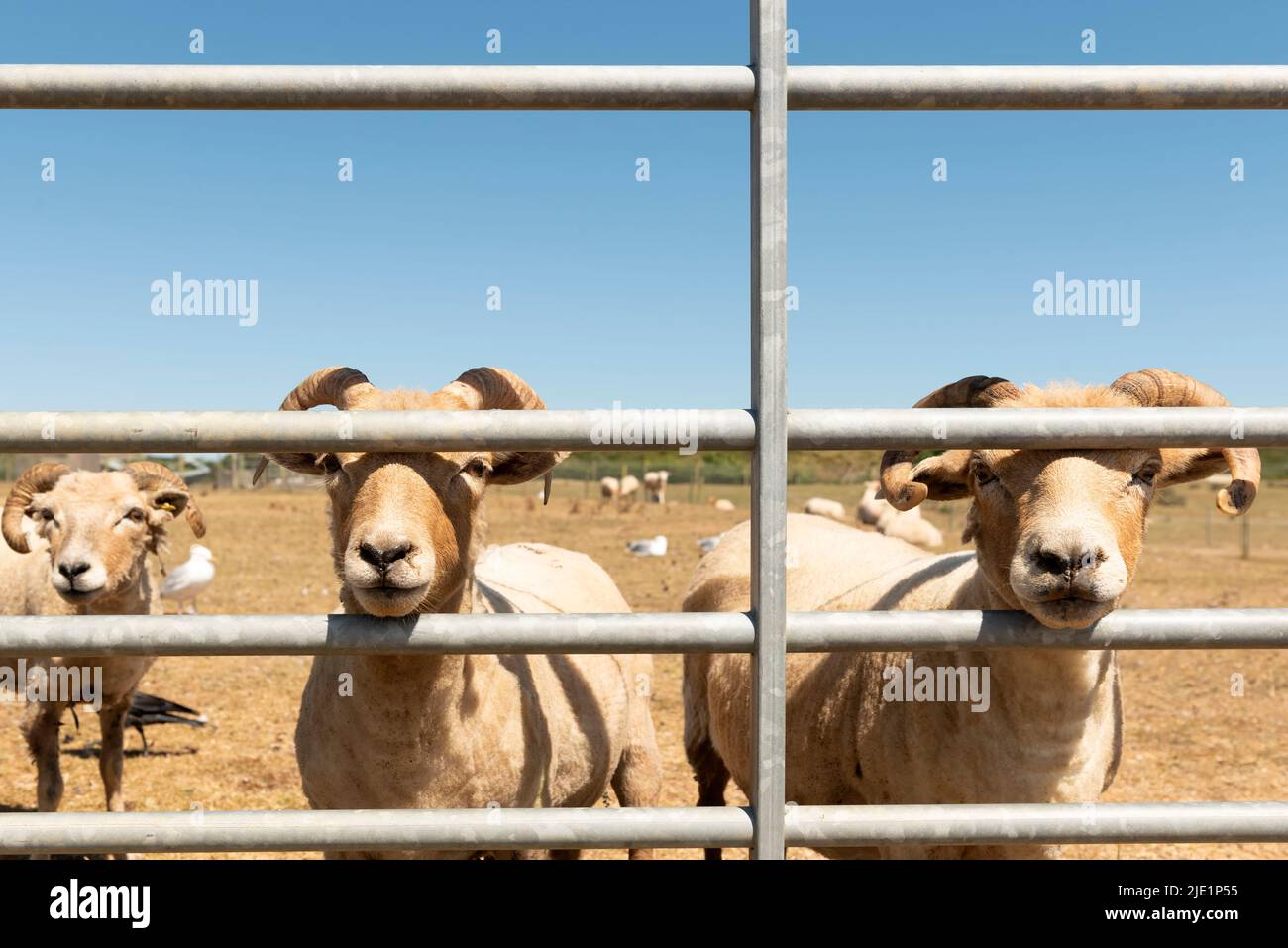 Schafe hinter dem Tor schoren Stockfoto