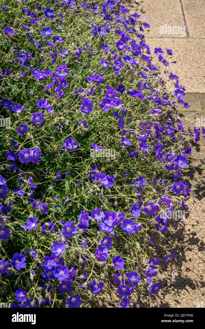 Sommergrenze mit Geranium Rozanne, Stockfoto