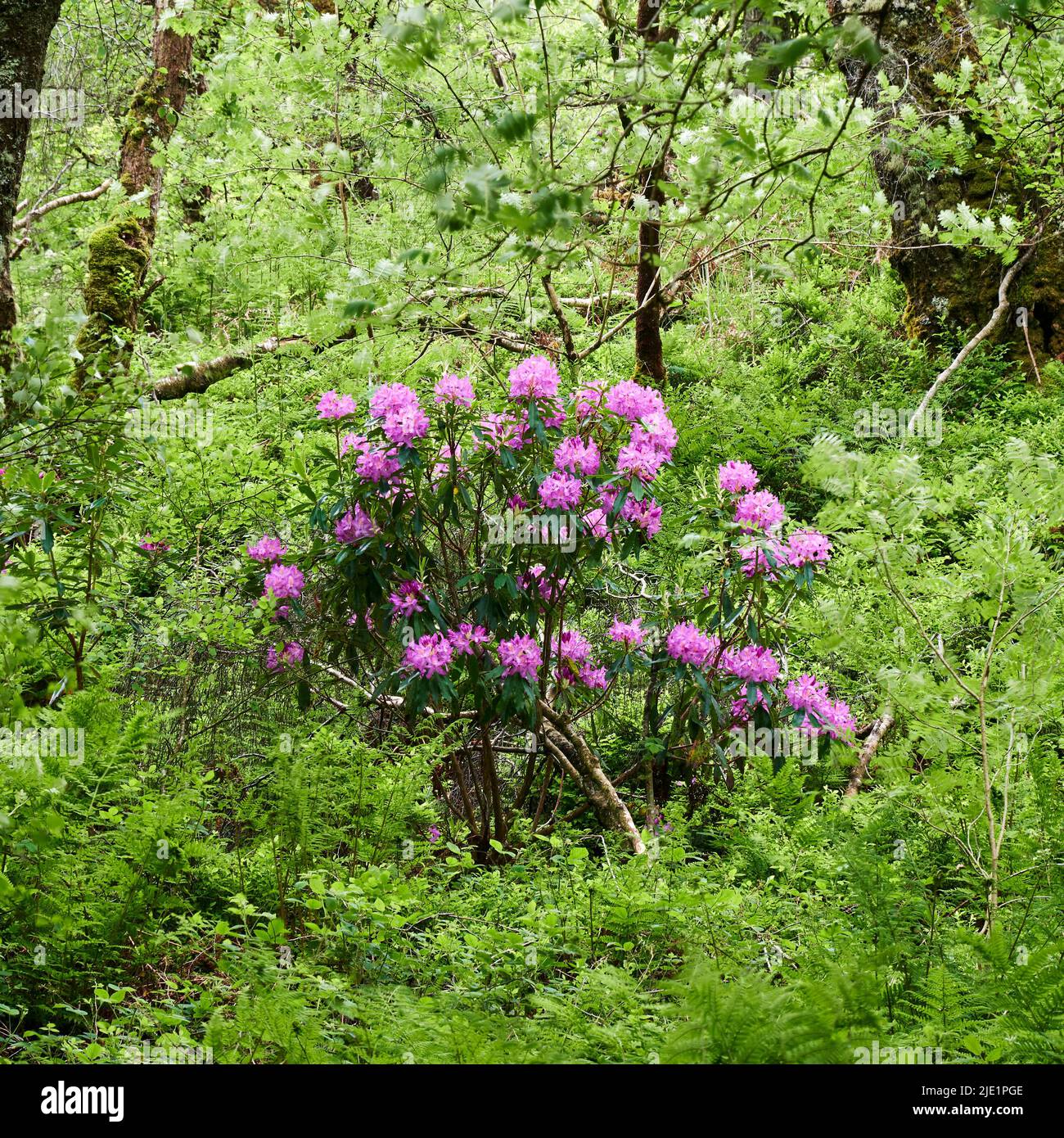 Rhododendron-Strauch inmitten eines natürlichen Waldlebensraums. Stockfoto