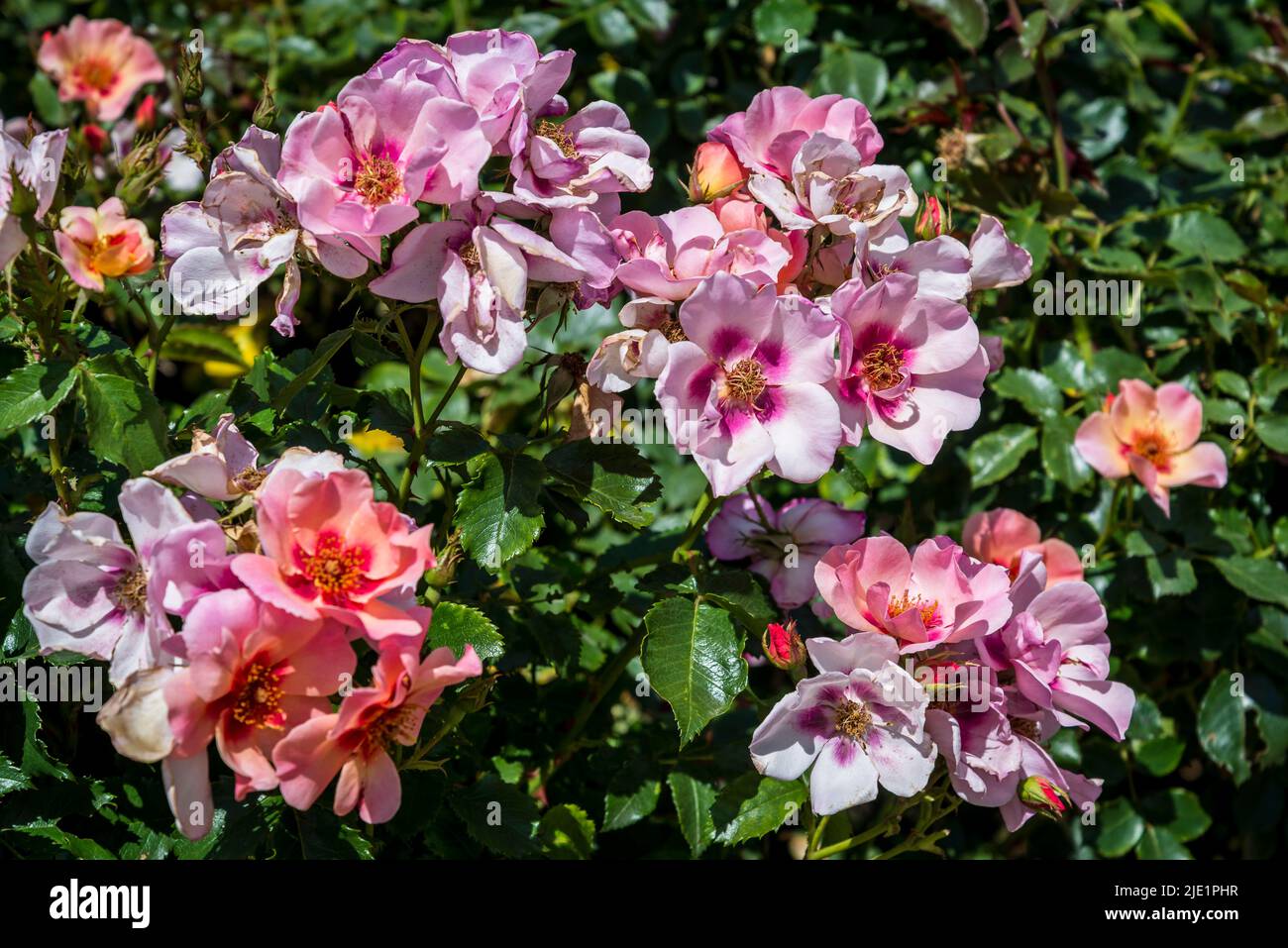 Rosa nur für deine Augen 'Cheweyesup' Stockfoto
