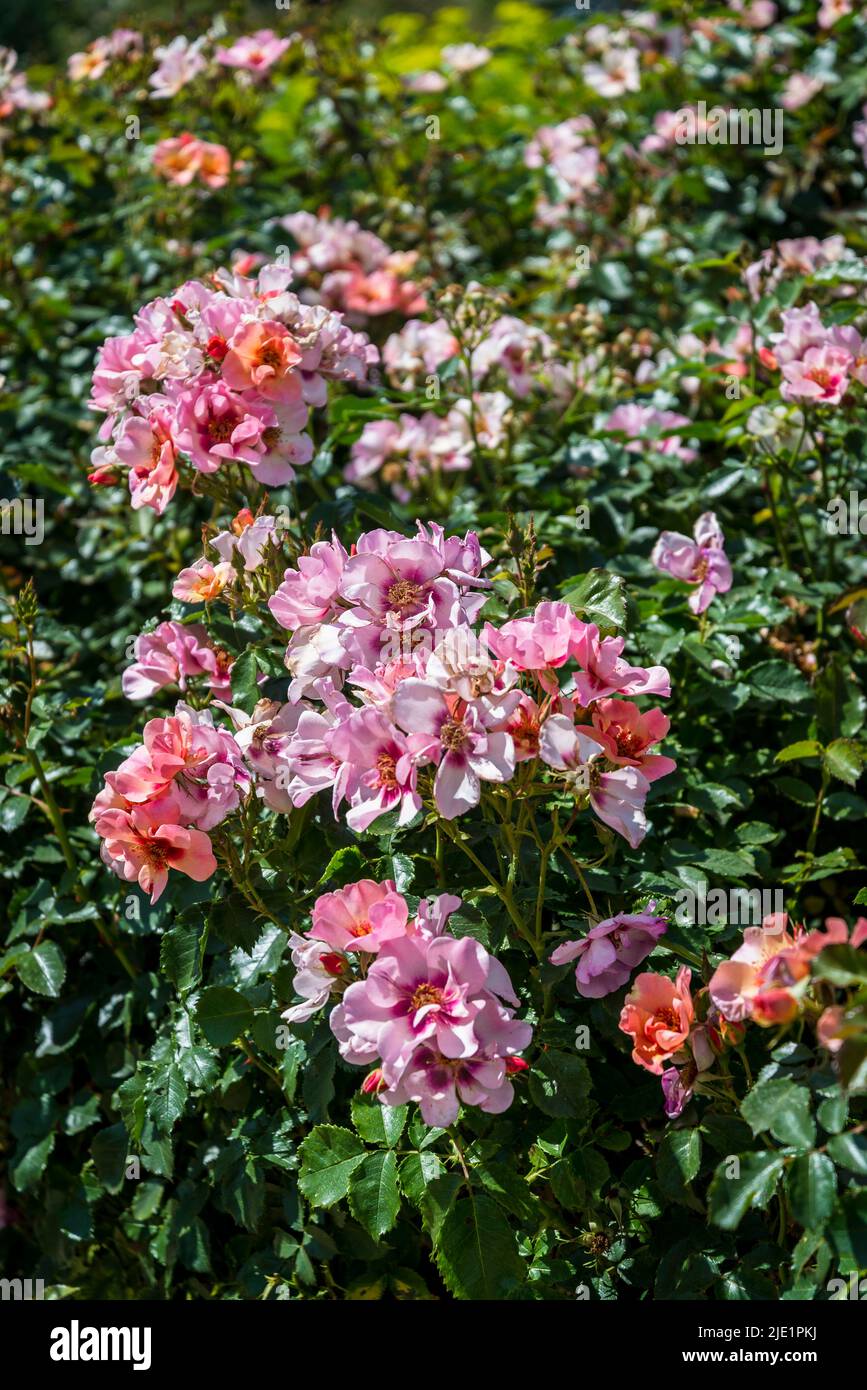 Rosa nur für deine Augen 'Cheweyesup' Stockfoto