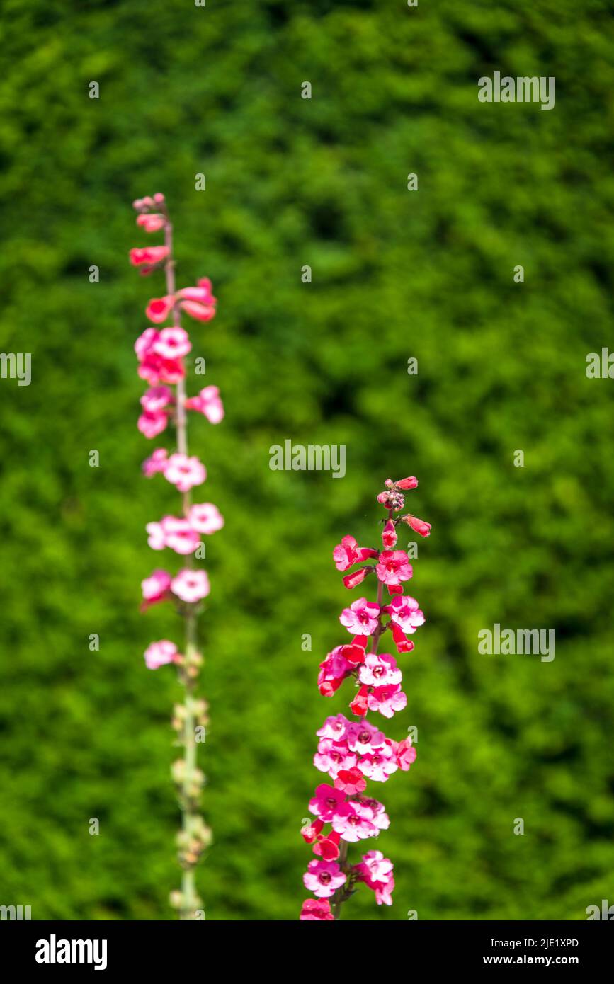 Penstemon hervorragend, super bärdtongue Stockfoto