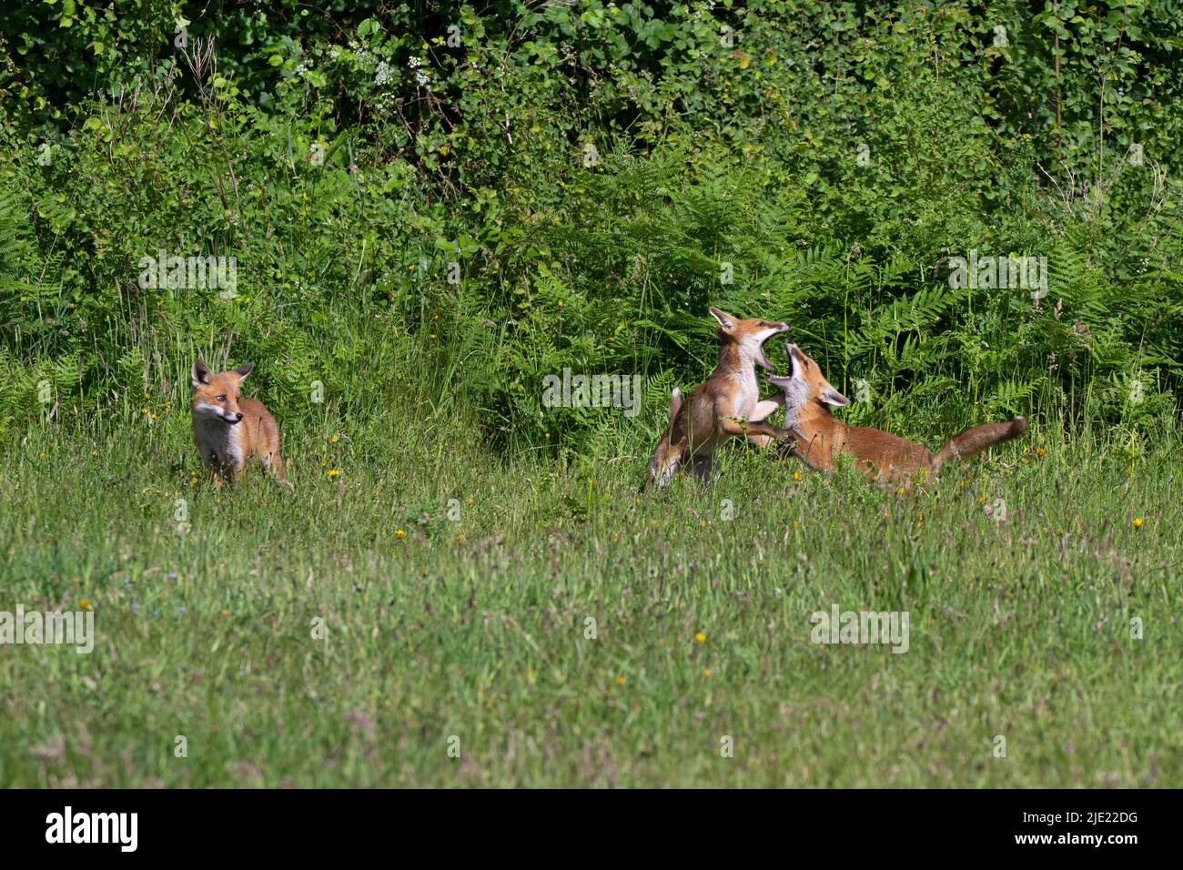 Rotfuchs-Trikots bei Play-Vulpes vulpes. Stockfoto