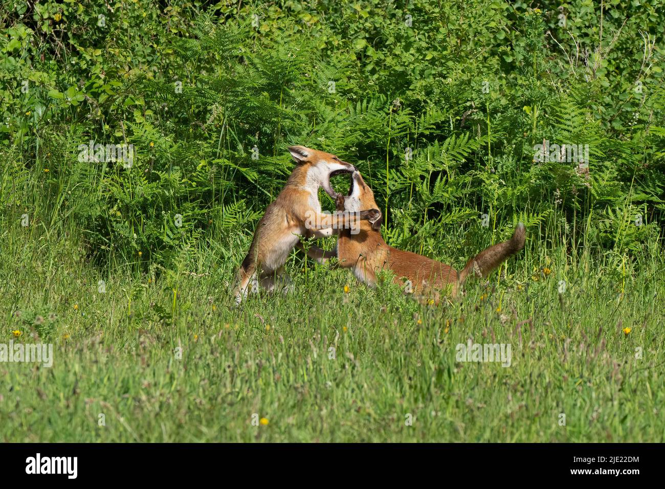 Zwei junge Rotfuchskits bei Play-Vulpes vulpes. Stockfoto