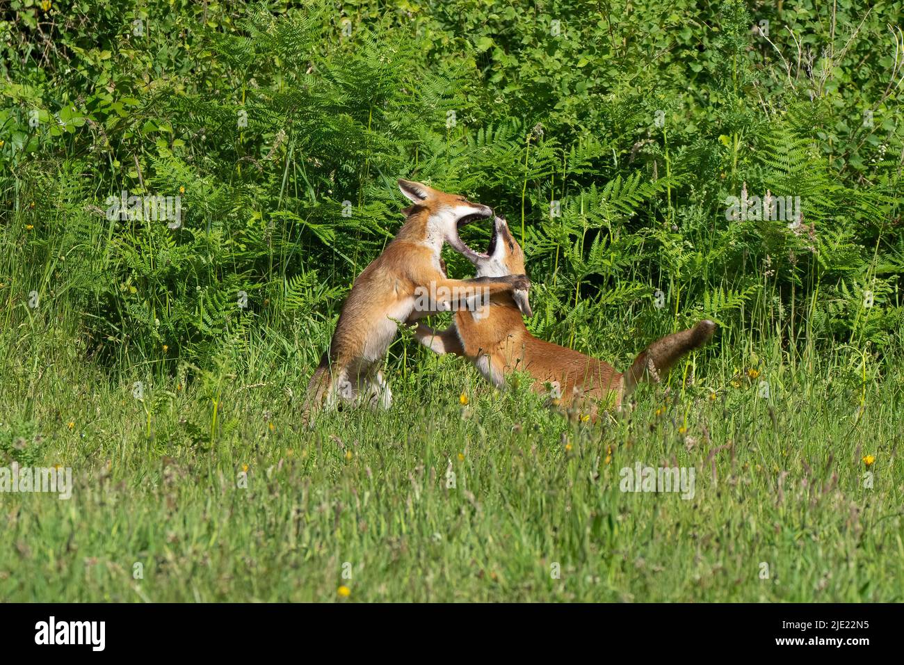 Zwei junge Rotfuchskits bei Play-Vulpes vulpes. Stockfoto