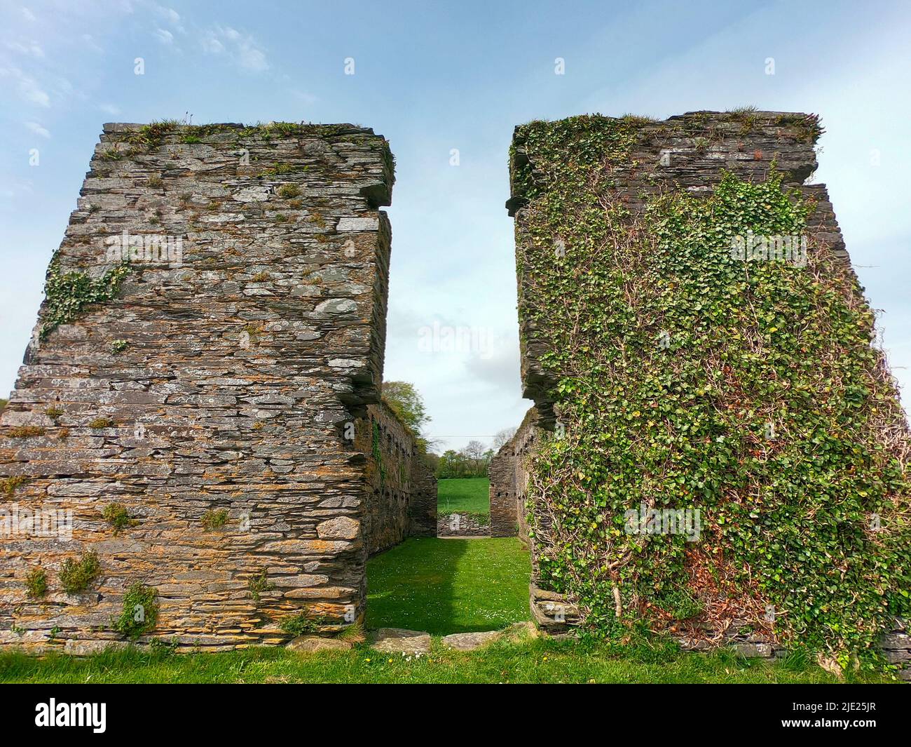 Eine Steinmauer mit Pflanzen überwuchert. Mittelalterliche Ruinen. Arundel Grain Store, Ring, in der Nähe von Clonakilty, West Cork. Der Getreidespeicher des 16.. Jahrhunderts wurde gebaut Stockfoto