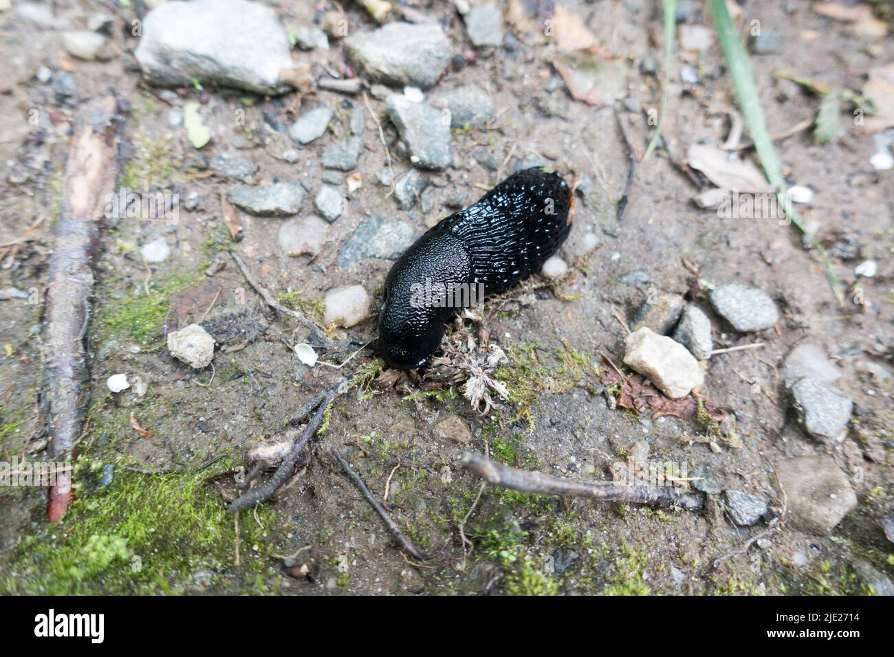 Schwarzer Slug Arion ater L Stockfoto