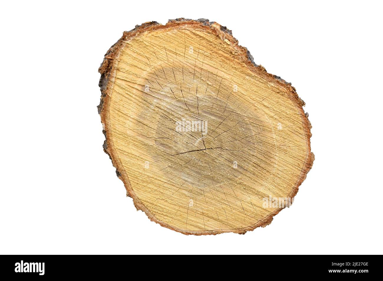 Große Baumstamm Scheibe aus altem Holz isoliert auf weißem Hintergrund geschnitten. Strukturierte Oberfläche mit Ringen und Rissen. Schönes Muster von Jahresringen auf Schnitt Stockfoto