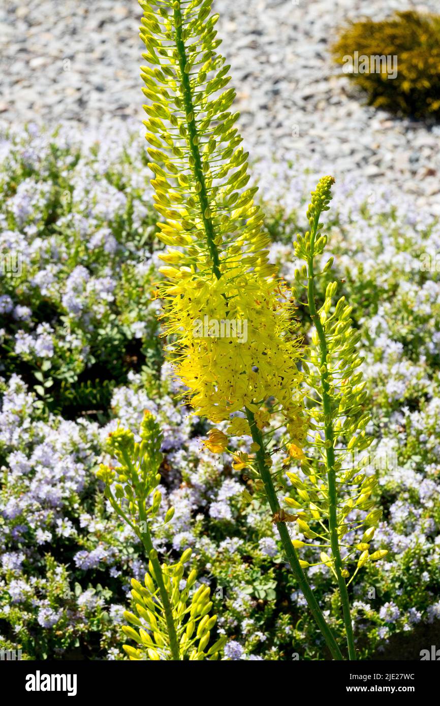 Wüstenkerze, Fuchsenschwanz Lily Eremurus 'Tap Dance' Eremurus Blume, gelber Stachel Stockfoto
