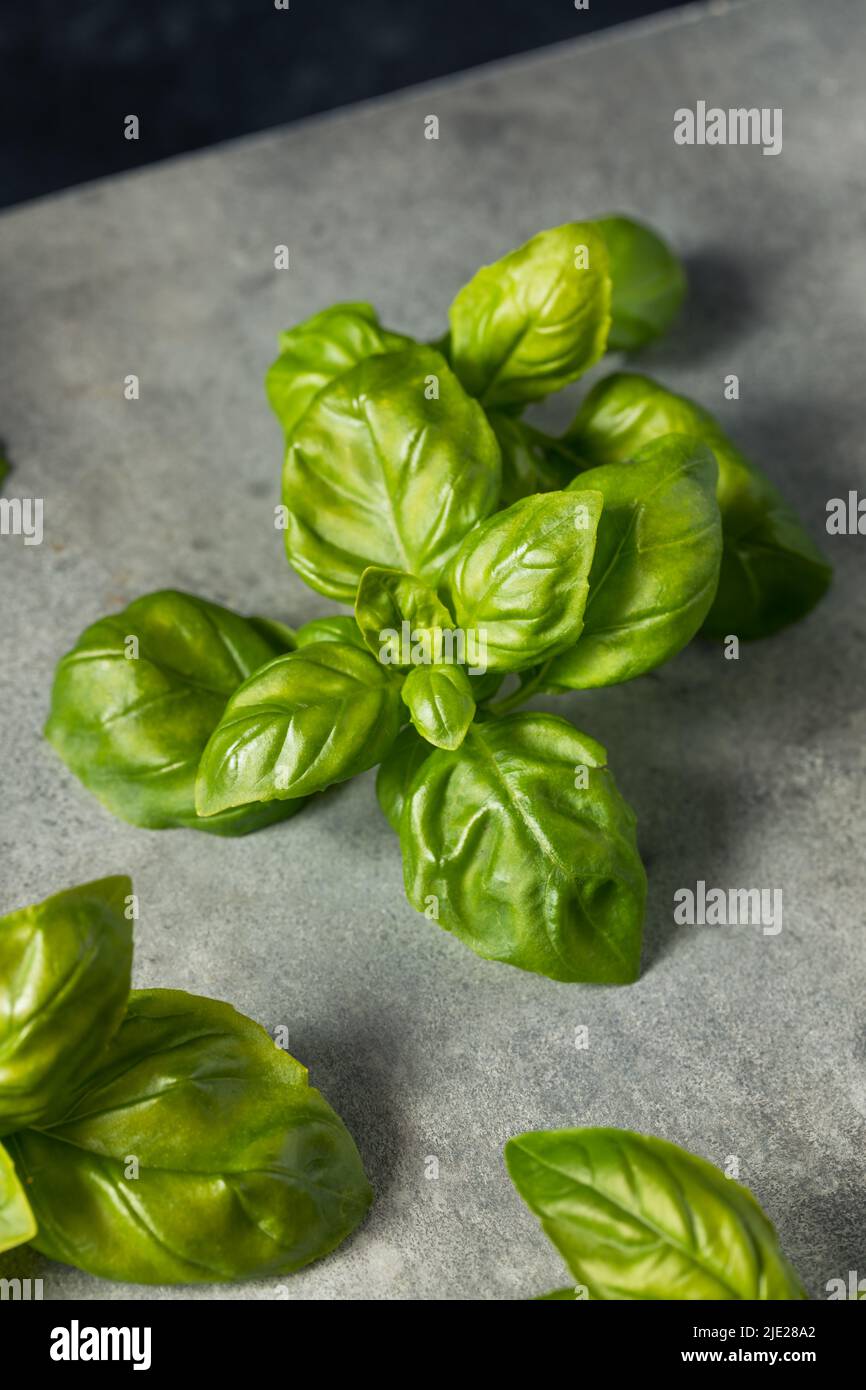 RAW Green Bio Italienische Basilikumblätter bereit zum Kochen mit Stockfoto
