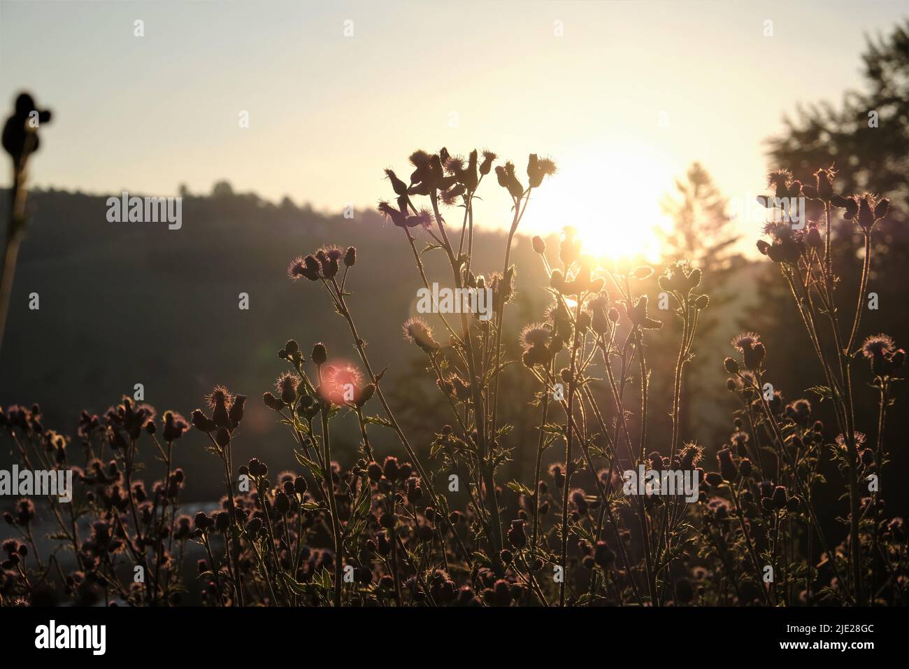 Thistle Pflanze in der aufgehenden Sonne Stockfoto