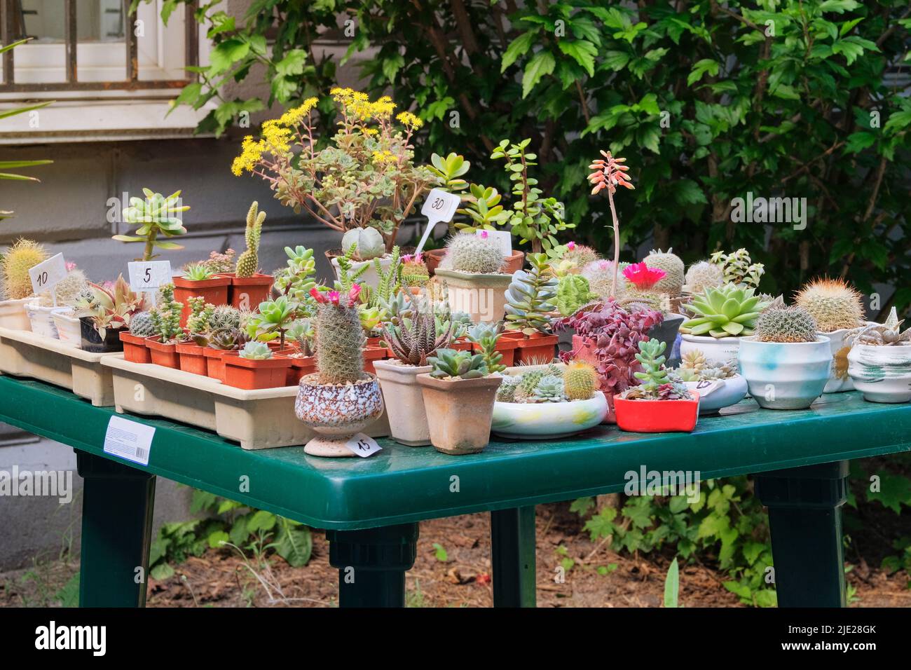 Verschiedene grüne Kakteen mit Spikes und saftigen Pflanzen in kleinen Töpfen. Kaktus im Laden verkauft. Stockfoto