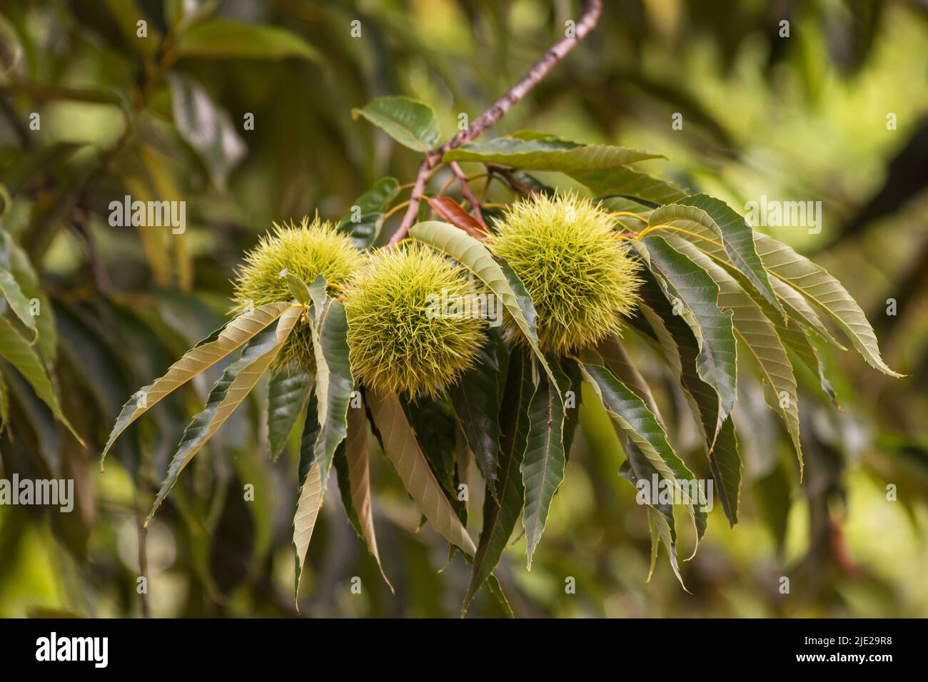 Süßer Kastanienbaum mit Früchten auf weißem Hintergrund Stockfoto