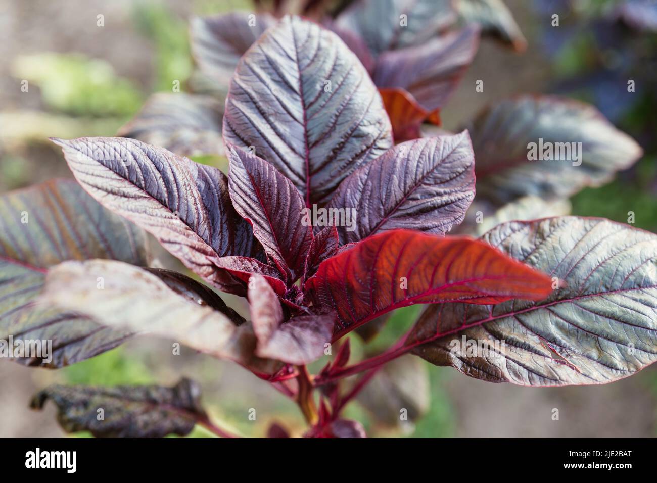 Rote Blatt-Pflanzen-Amaranth (amaranthus lividus var. rubrum) Pflanzen in einem Garten. Stockfoto