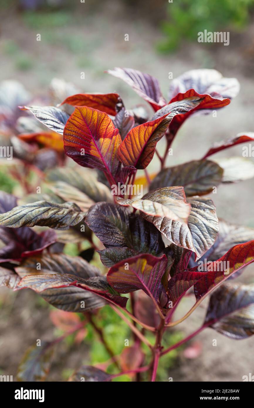 Rote Blatt-Pflanzen-Amaranth (amaranthus lividus var. rubrum) Pflanzen in einem Garten. Stockfoto