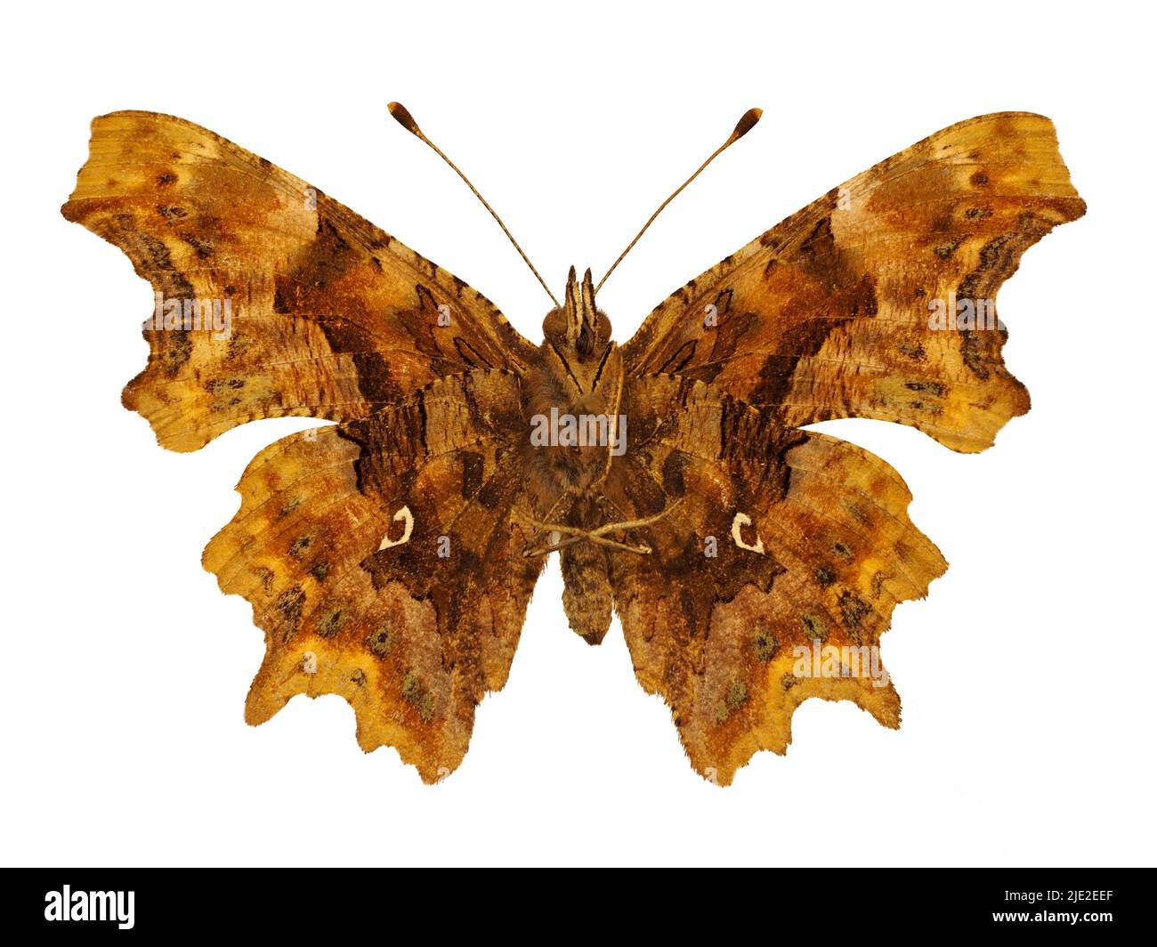 Comma Butterfly (Polygonia c-Album) von unten gesehen und isoliert auf weißem Hintergrund Stockfoto