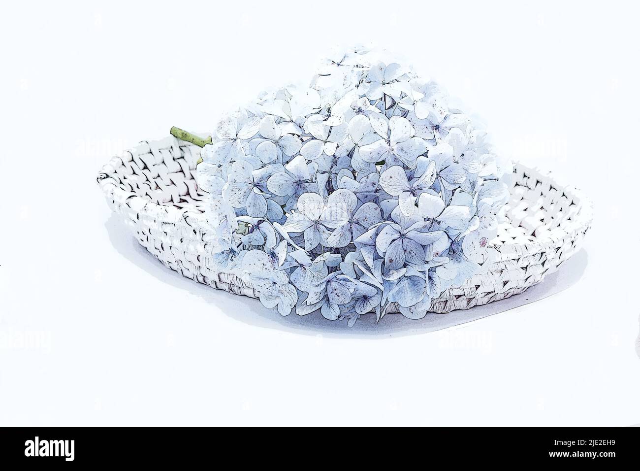 Hortensien Blüten auf weißem Korb isoliert auf weißem Hintergrund Stockfoto