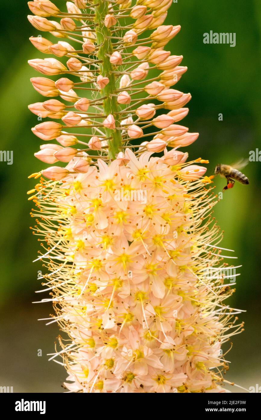 Honigbiene auf dem Flug mit einer Blume, Wüstenkerze, Fuchsschwanzlilie, Eremurus 'Sarah Cato' Eremurus-Blume aus nächster Nähe Stockfoto