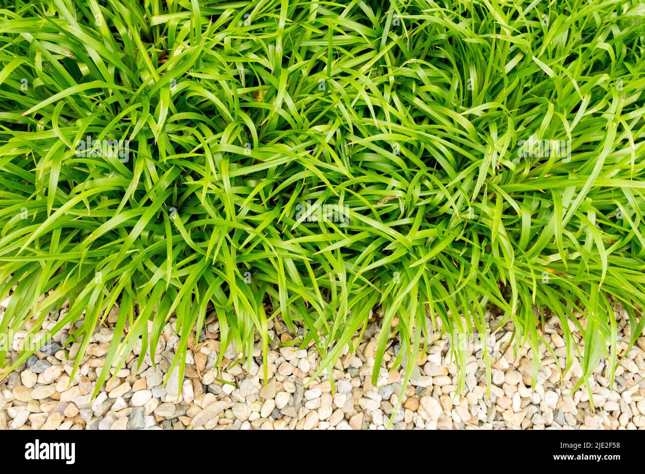 Großer Waldrausch Luzula sylvatica, wächst im Garten, Grenze, Ende, Pflanze, Kies Stockfoto