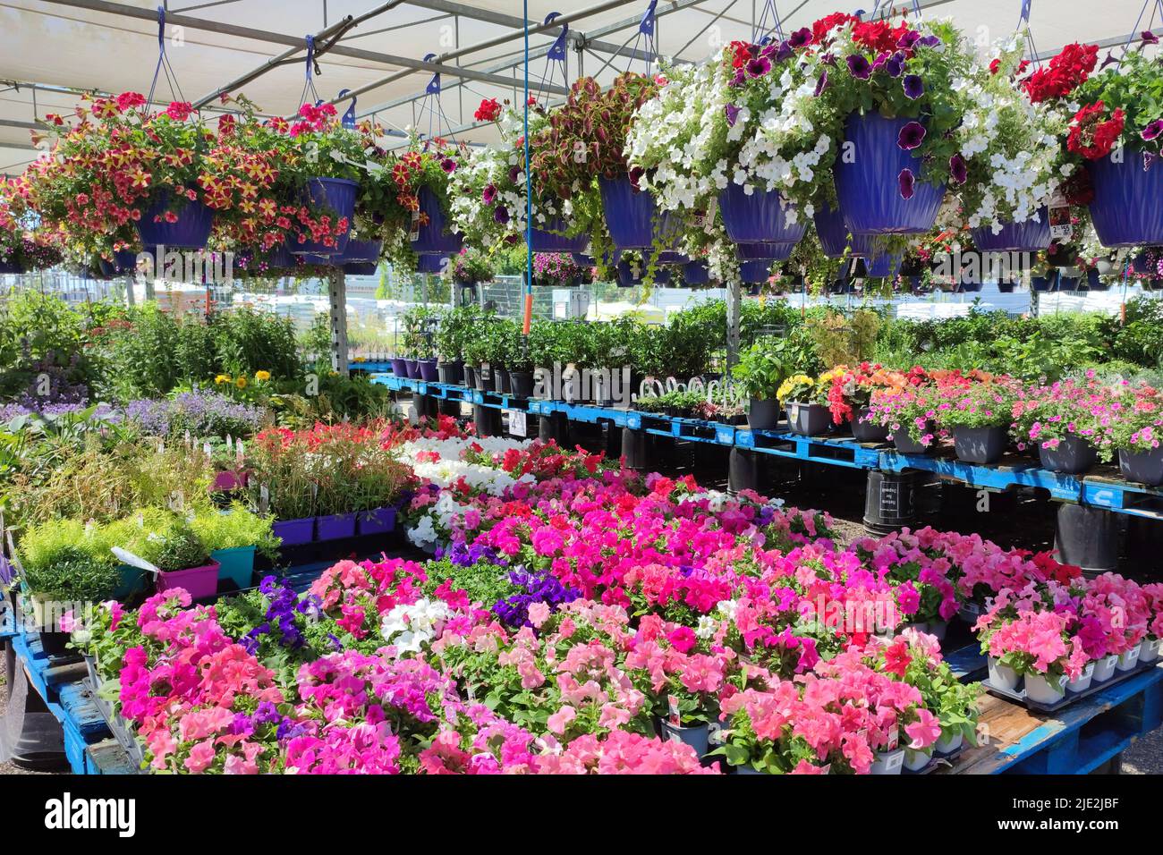 Das Gartencenter im Supermarkt. Blumen in einem Topf. Verschiedene Pflanzen, Blumen, Keimling, Dünger, Blume in hängenden Korb. Stockfoto