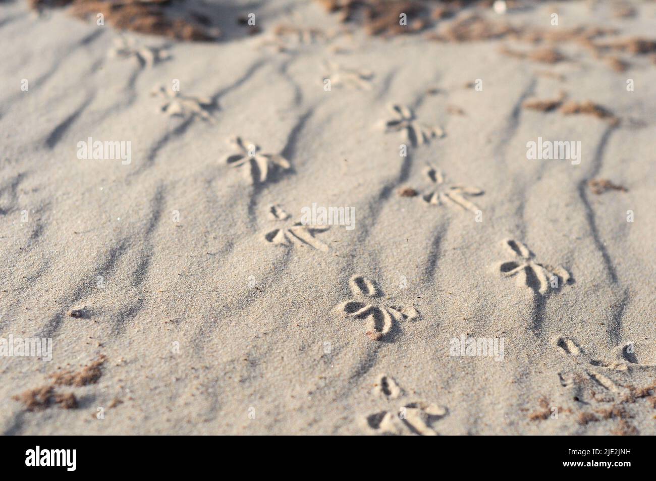 Sandmuster mit Vogelabdrücken am Juan Lacaze's Beach, Colonia, Uruguay Stockfoto