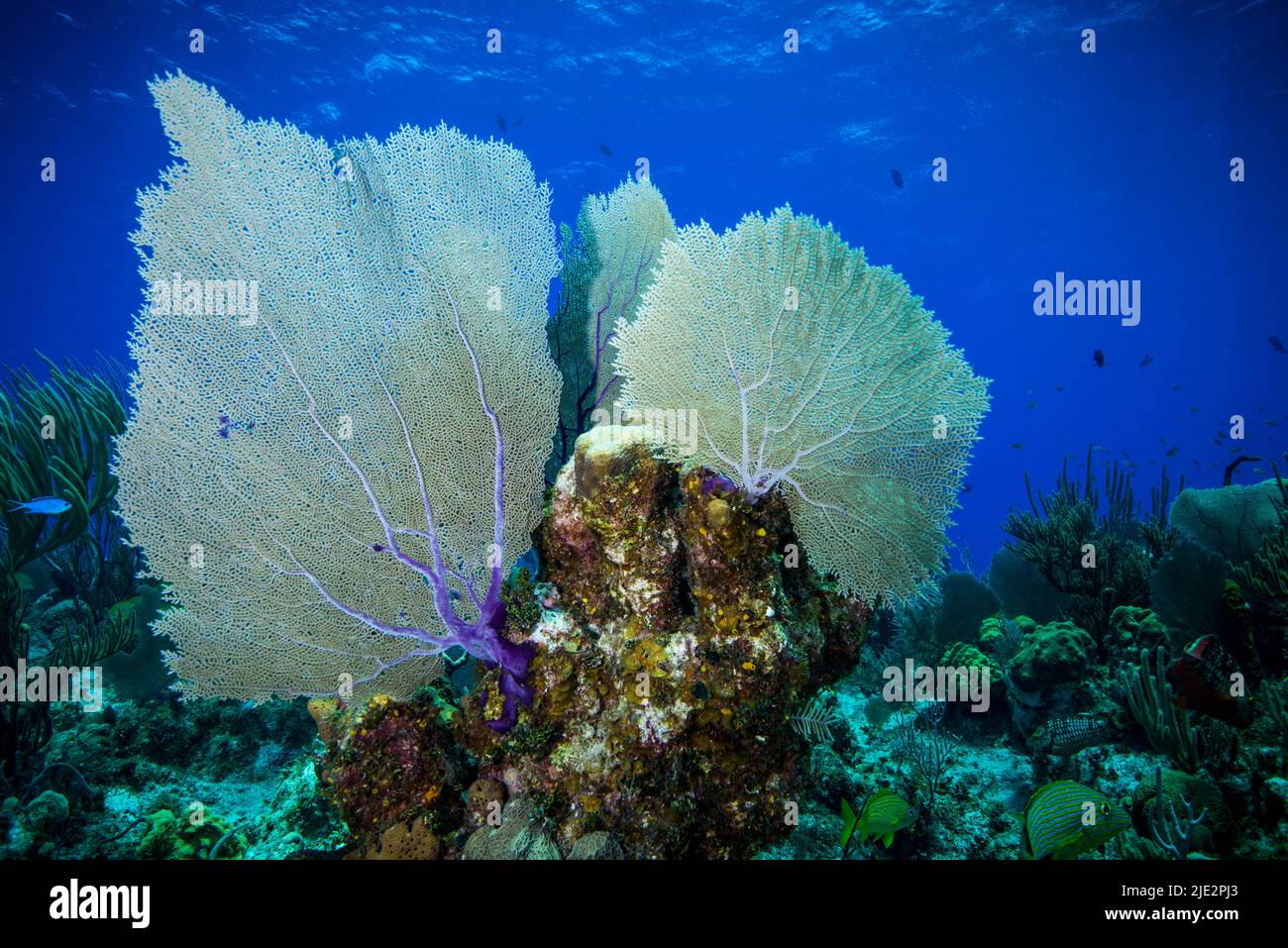 Unterwasserlandschaft und Meeresliebhaber auf Little Cayman in der Karibik Stockfoto