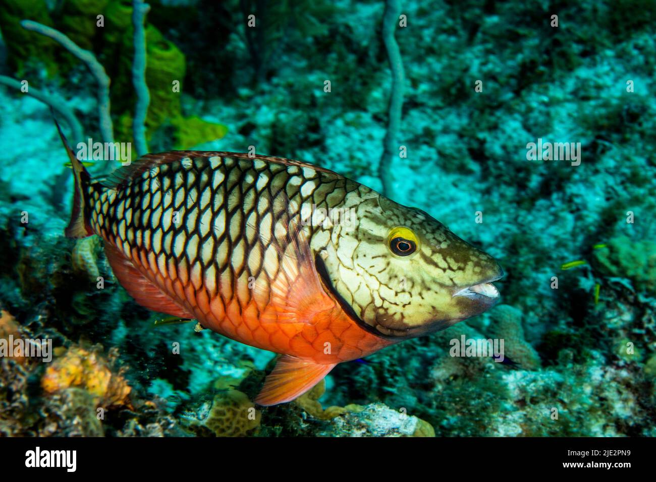 Papageienfische schwimmen über dem Korallenriff auf Little Cayman Island in der Karibik Stockfoto