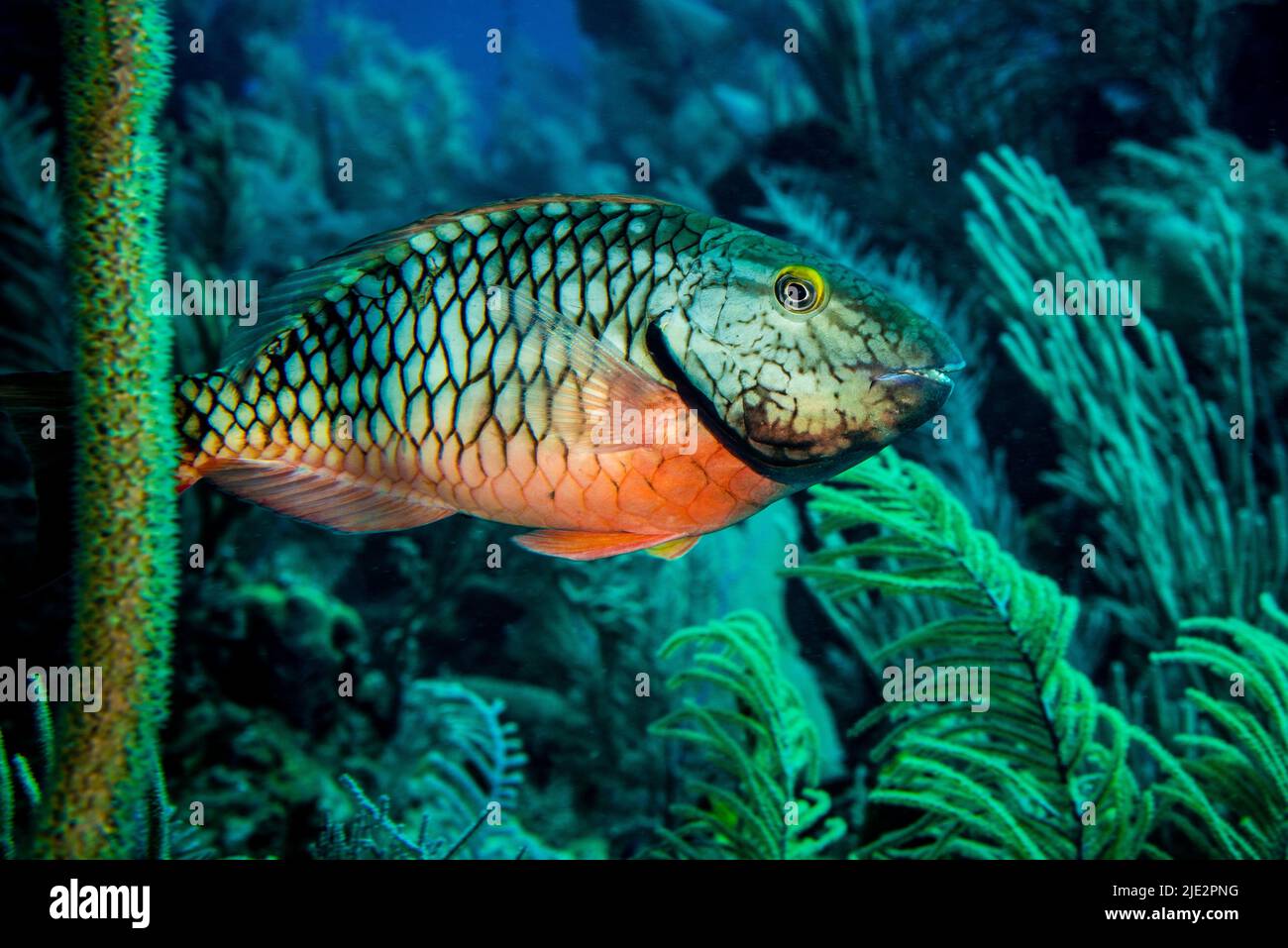 Papageienfische schwimmen über dem Korallenriff auf Little Cayman Island in der Karibik Stockfoto
