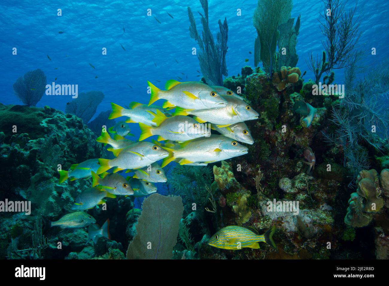 Schulmeister schwimmt über dem Korallenriff auf Little Cayman Island in der Karibik Stockfoto