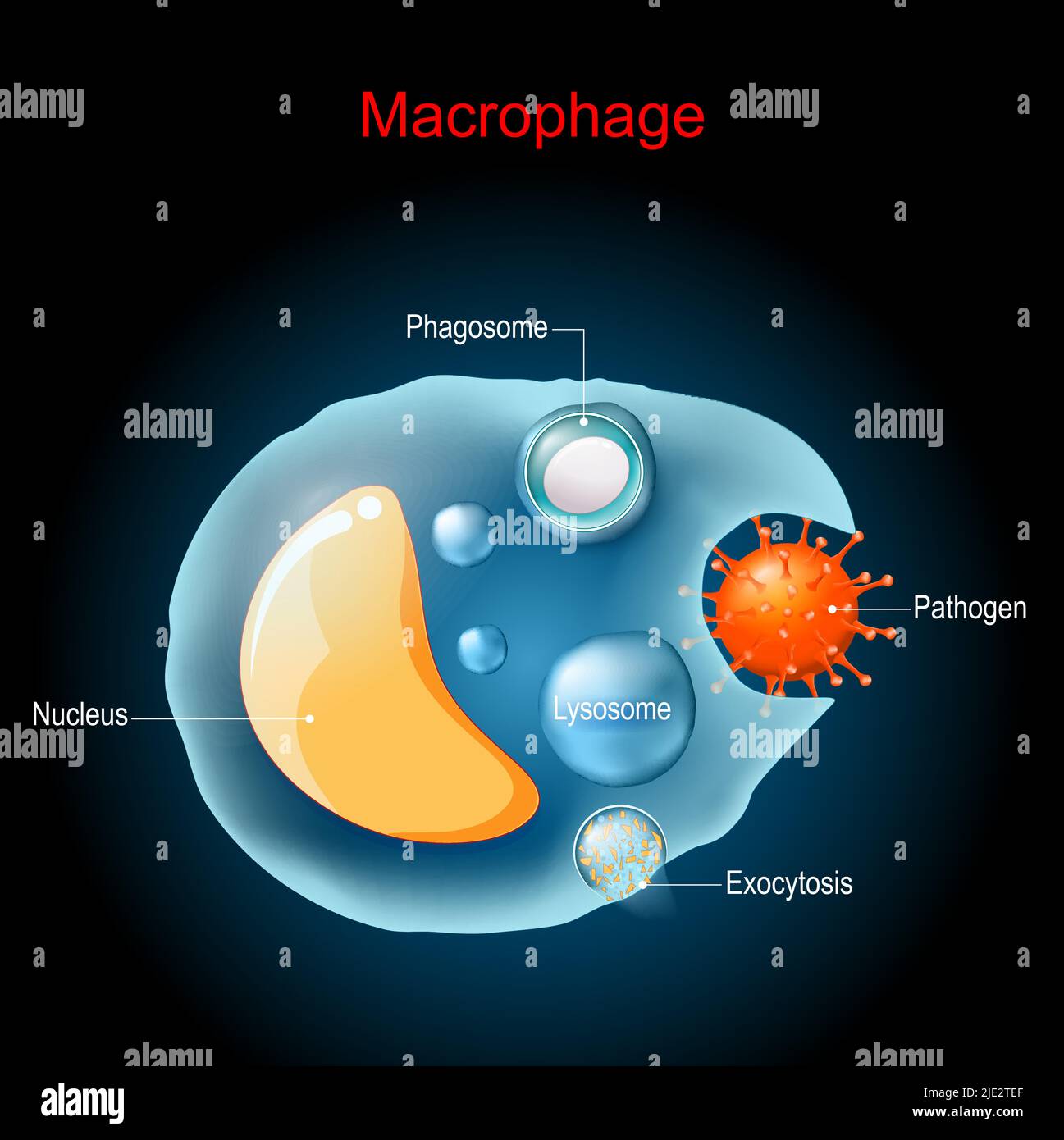 Phagozytose. Makrophage-Anatomie. Zellstruktur. Eine Art weißer Blutkörperchen des Immunsystems, die Krankheitserreger verschlingt und verdaut. Vektor Stock Vektor