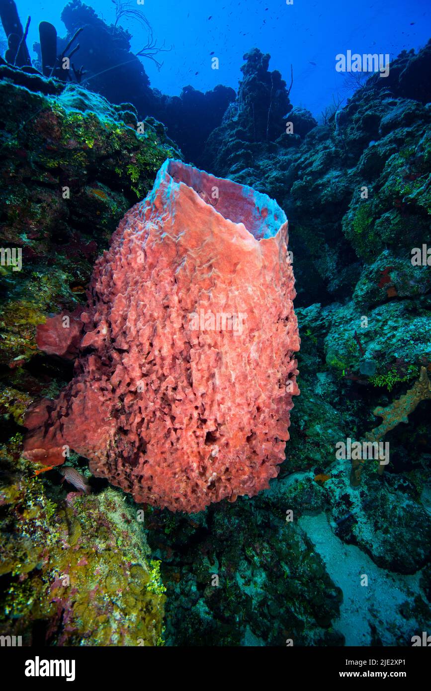 Unterwasserlandschaft und Barrel-Meeresschwamm auf Little Cayman Stockfoto