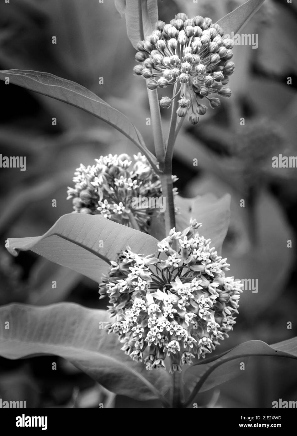 Schwarz-weißes Bild von drei Trauben von Milchblüten, Asclepias, mit Blättern, Frühling oder Sommer, Lancaster County, Pennsylvania Stockfoto