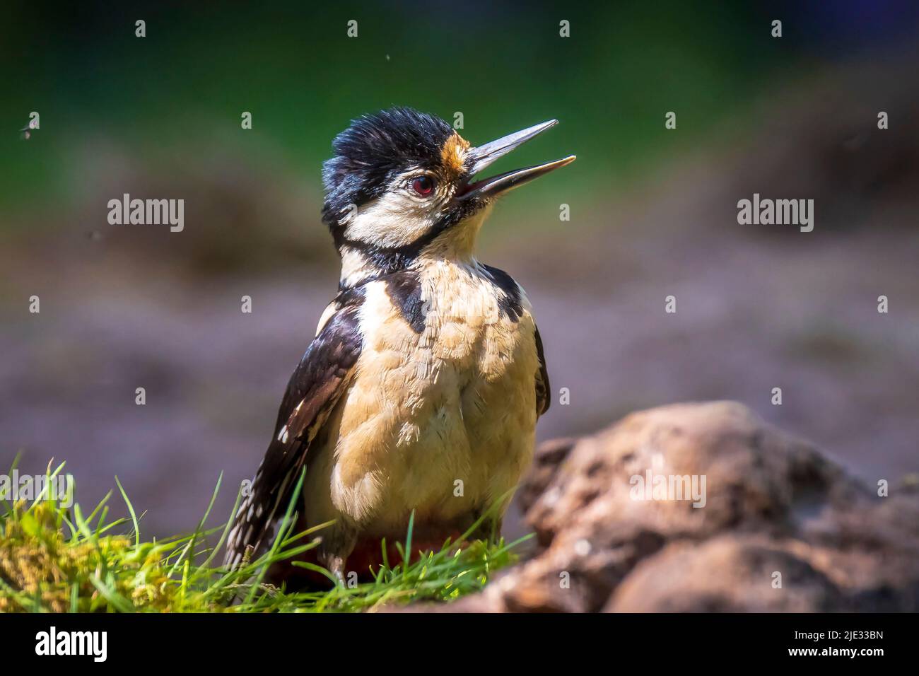 Nahaufnahme von einem Vogel Buntspecht, Dendrocopos major, in einem Wald im Sommer gehockt Stockfoto
