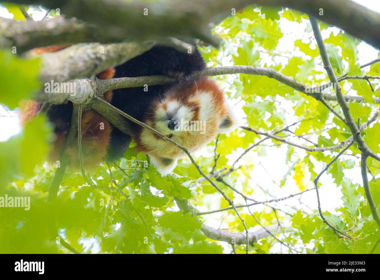 Kleine rote Panda in einem Baum mit Blick auf die Kamera ruht. Dies ist ein kleines arboreal Säugetier native auf den östlichen Himalaja und Südwesten Chinas, hat Stockfoto