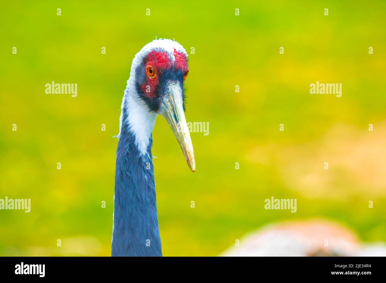 Nahaufnahme eines weißnapierten Krans, Antigone vipio, Grus vipio, Vogelsuche Stockfoto