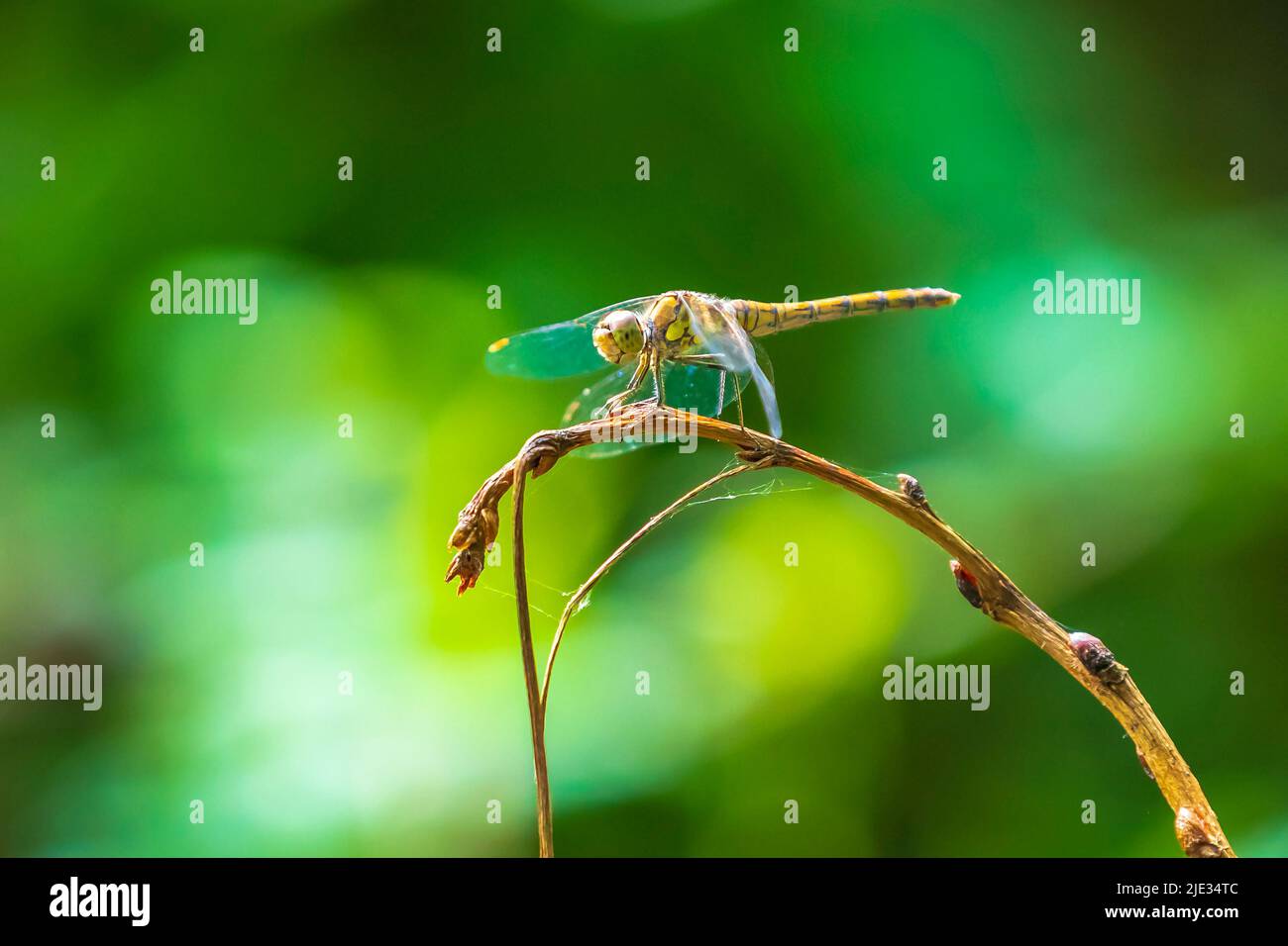 Blick auf einen gemeinen Darter, Sympetrum striolatum, Weibchen mit ausgebreiteten Flügeln trocknet er seine Flügel im frühen, warmen Sonnenlicht Stockfoto