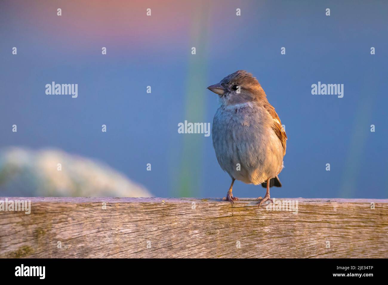 Nahaufnahme eines Haussparrow-Weibchen, Passant domesticus, thront Stockfoto