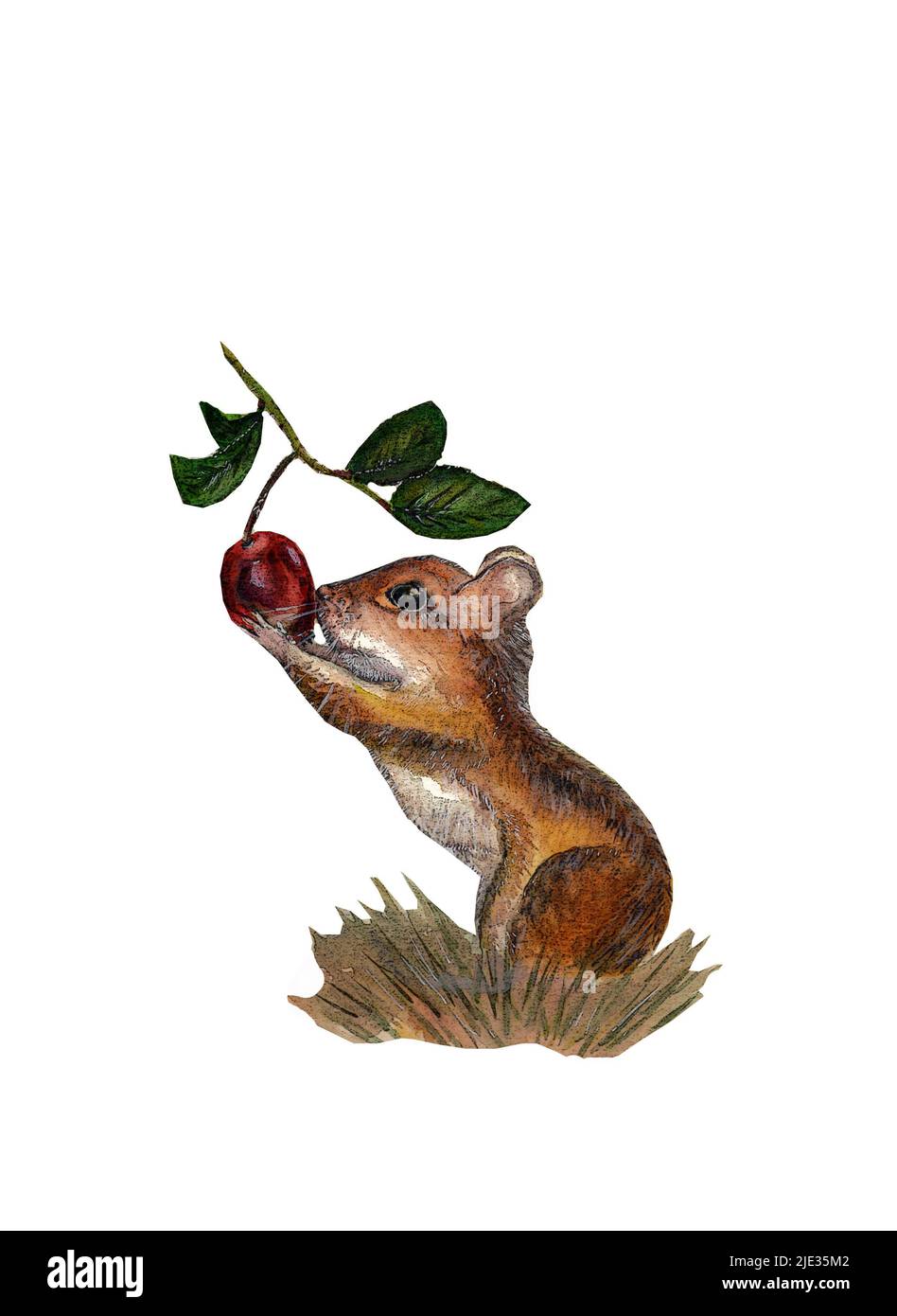 Aquarell-Braut Illustration von Waldtiermaus hält einen Zweig der Hundrose isoliert auf weißem Hintergrund Stockfoto Aquarell-Braut Illustration von Waldtiermaus hält einen Zweig der Hundrose isoliert auf weißem Hintergrund Stockfoto