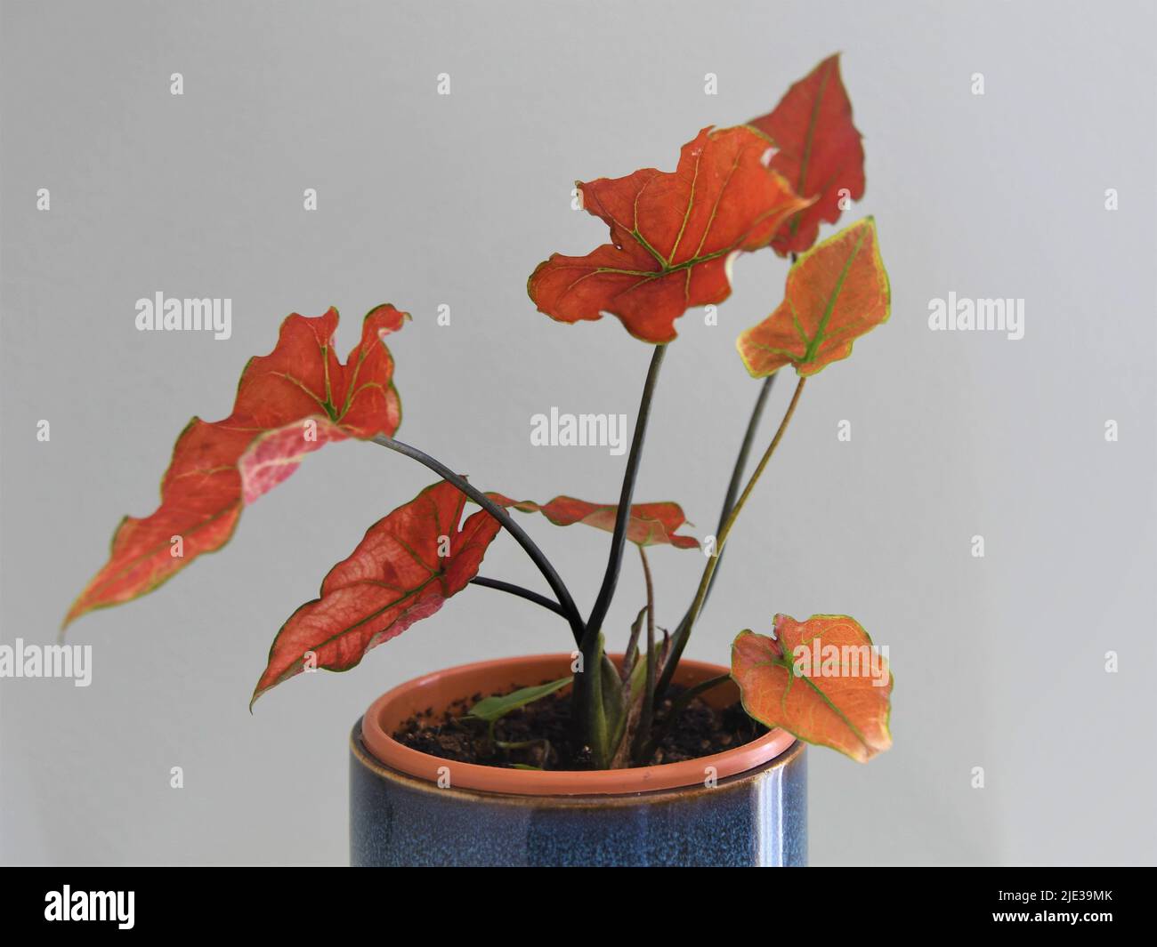 Caladium-rote Flamme isoliert vor grauem Hintergrund. Die Blätter sind rot mit grünen Adern und Stielen. Der Pflanzentopf ist aus blauer Keramik. Stockfoto