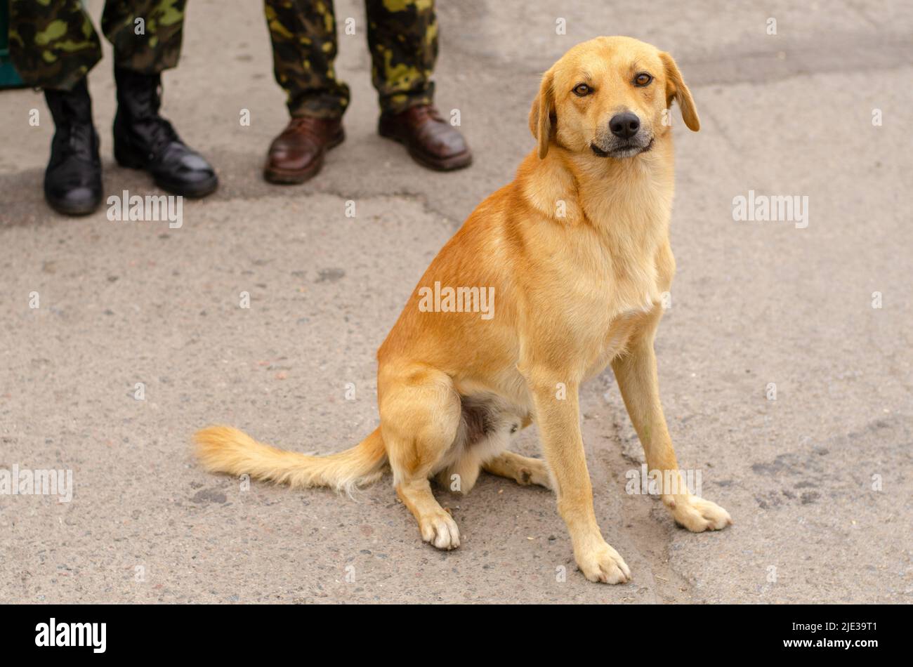 Ein süßer Dienstarmee-Hund sitzt ruhig vor dem Hintergrund der Beine von Soldaten. Stockfoto