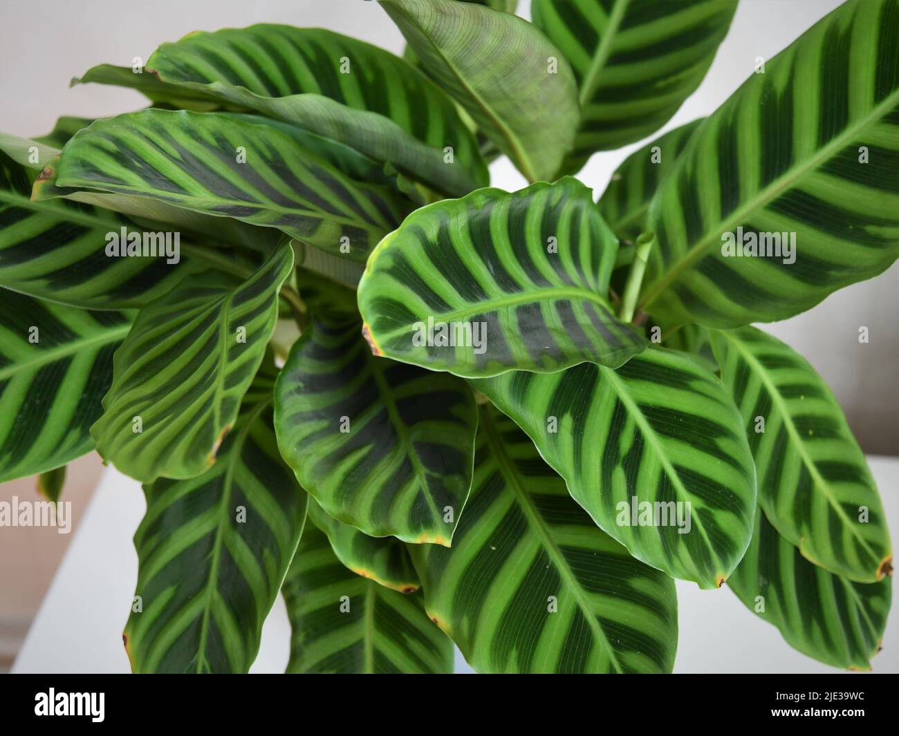 Nahaufnahme der Blätter von Calathea zebrina (die Zebrapflanze). Die Blätter sind mit zwei Grüntönen gestreift. Pflanze isoliert auf weißem Hintergrund. Stockfoto