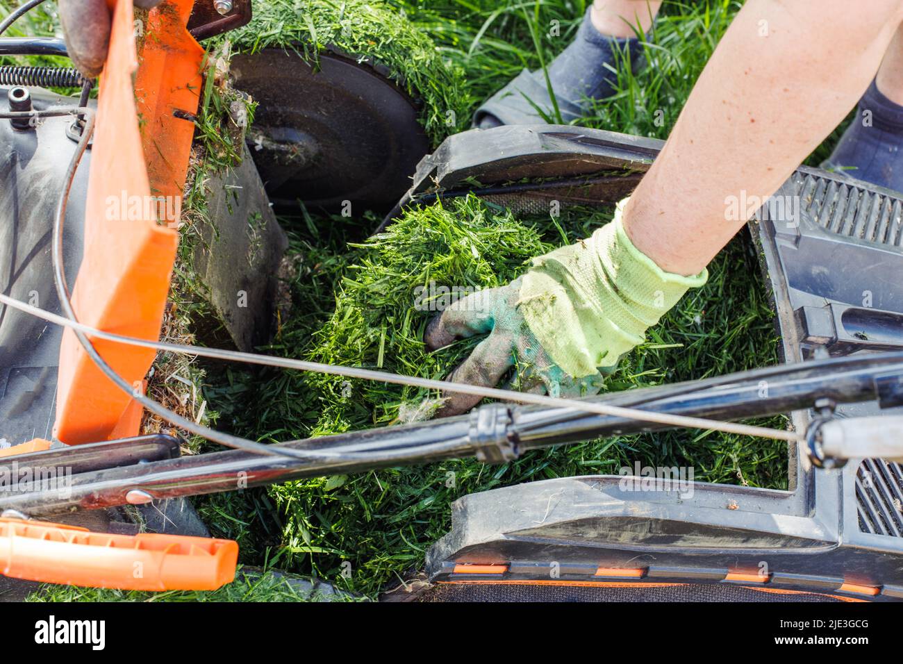 Beschnittene Gärtner, die frisches grünes Gras aus dem Rasenmäher oder Grasschneider im Garten racken. Recycling und Vorbereitung von Gülle Stockfoto