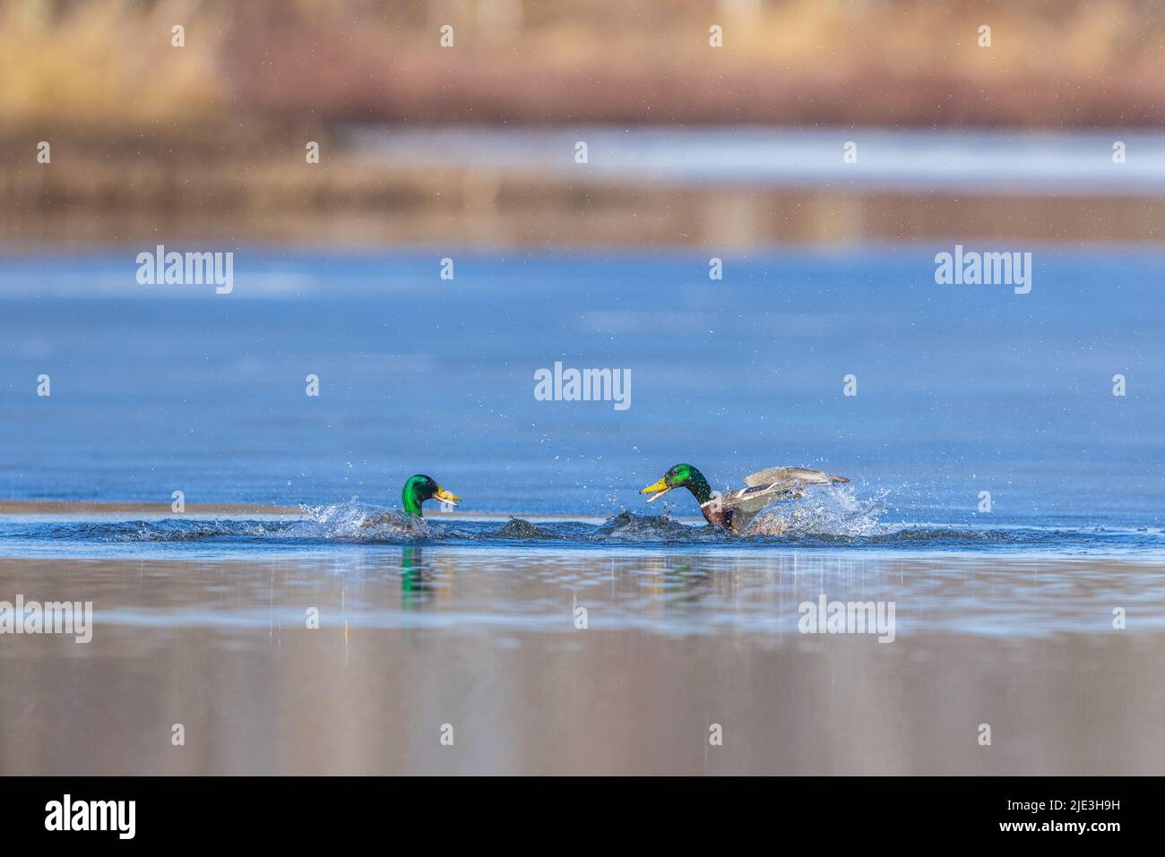 Drake Stockards im Norden von Wisconsin. Stockfoto