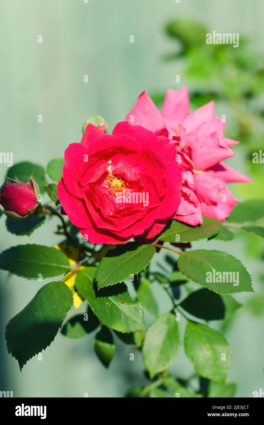 Rote Rose in Tautropfen im Garten Stockfoto