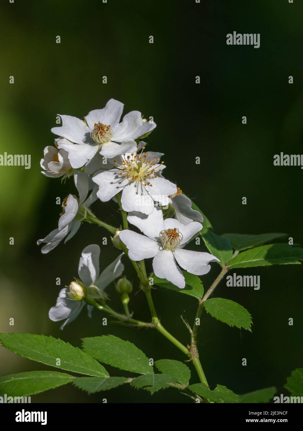 Weiße Blüten und Blätter der invasiven Multiflora Rosa-Pflanze in Ontario Stockfoto