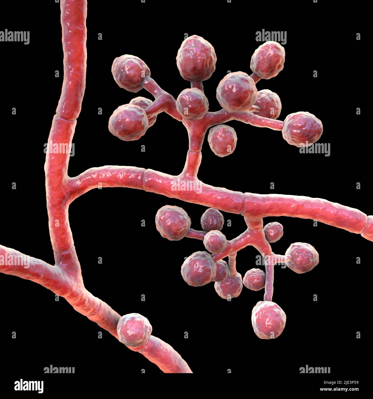 Pilze Trichophyton mentagrophytes, die Ursache des Fußes des Athleten