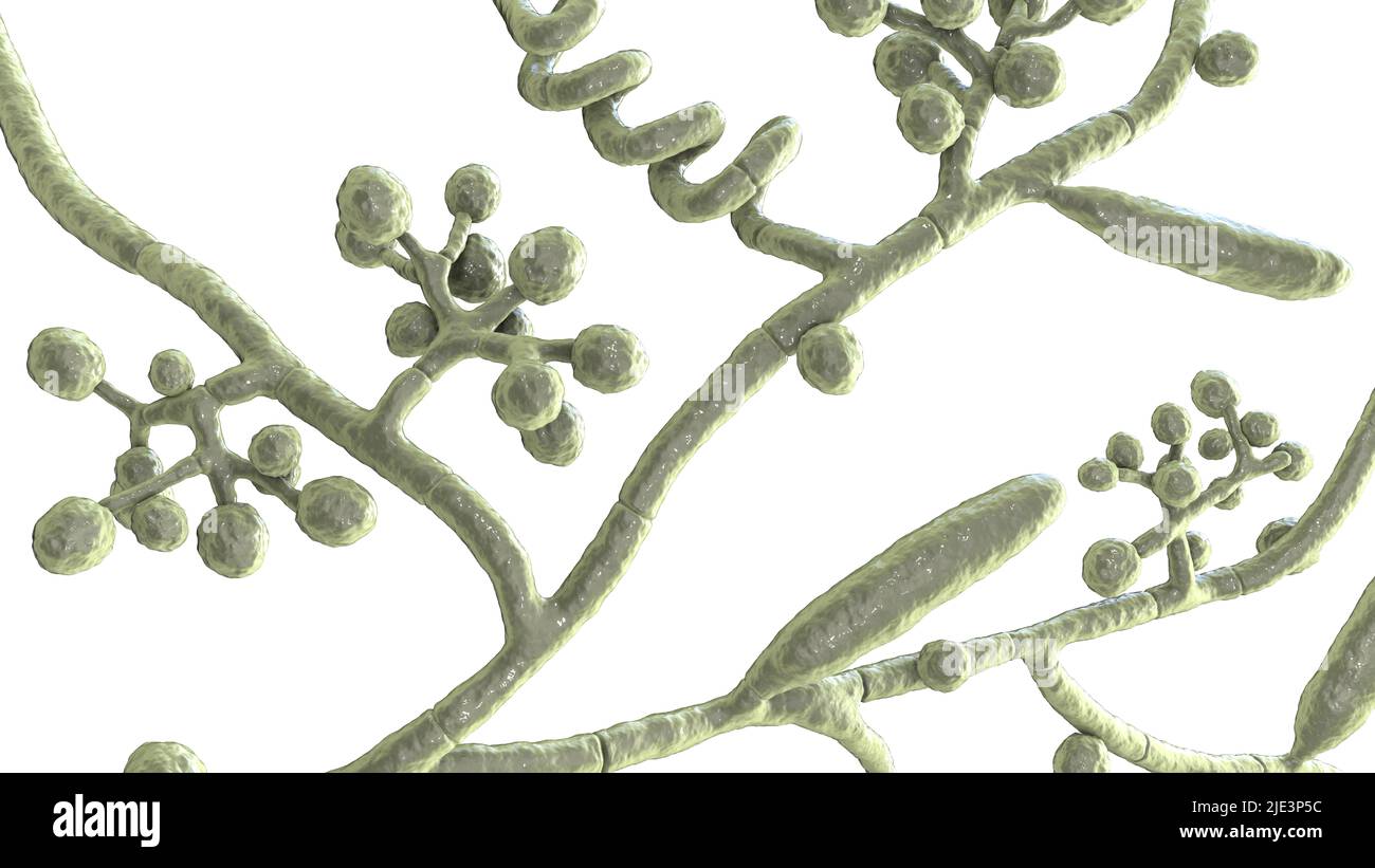 Pilze Trichophyton mentagrophytes, die Ursache für Fußpilz (Tinea pedis), Kopfhautringwurm (Tinea capitus) und Nagel-Infektion (Onychomykose), illu Stockfoto