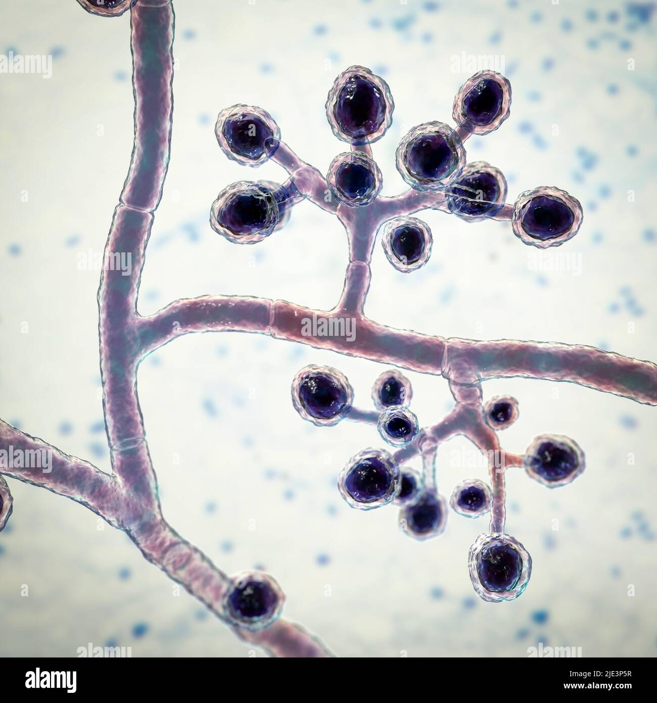 Pilze Trichophyton mentagrophytes, die Ursache des Fußes des Athleten